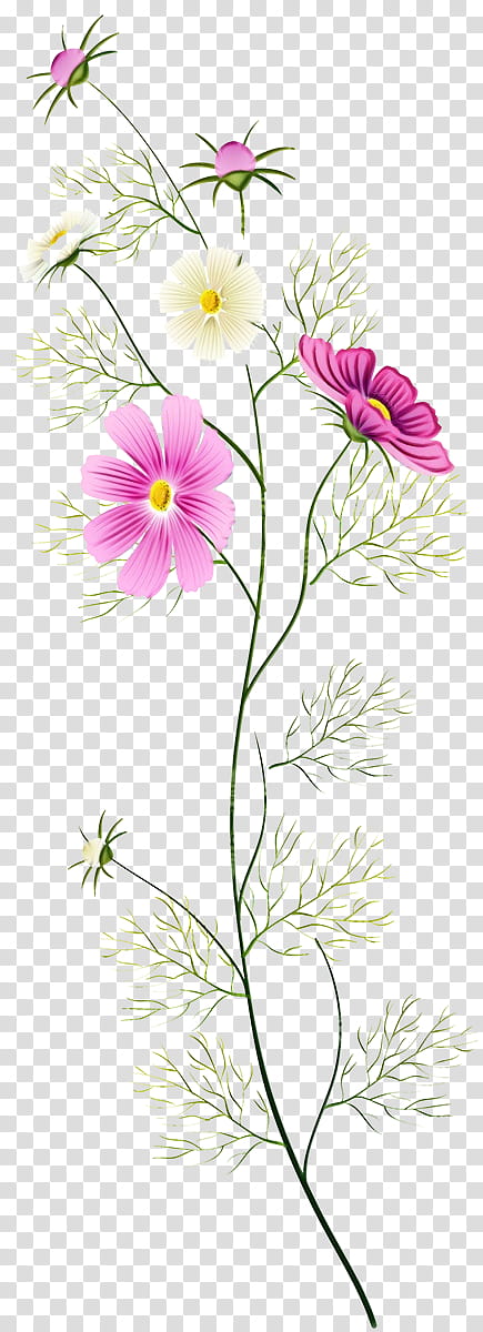 flower flowering plant plant pedicel petal, Watercolor, Paint, Wet Ink, Pink, Wildflower, Plant Stem, Garden Cosmos transparent background PNG clipart