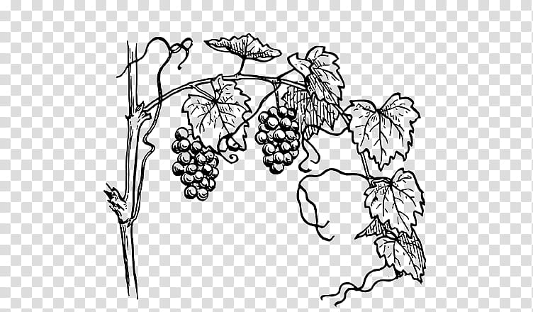 Grapes Leaf Drawing PNG Transparent Images Free Download | Vector Files |  Pngtree
