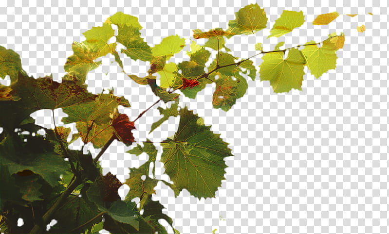 Family Tree, Grape, Branching, Leaf, Sky, Grape Leaves, Plant, Flower transparent background PNG clipart