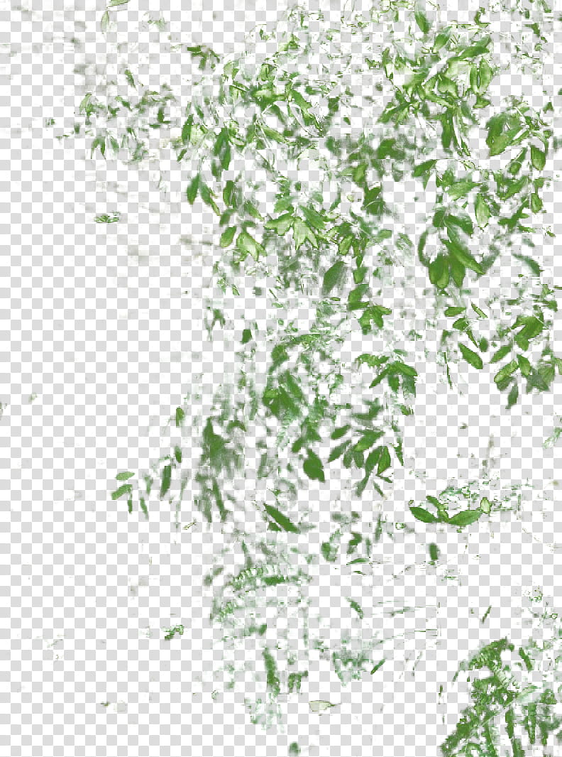 Bamboo, green leaves art transparent background PNG clipart