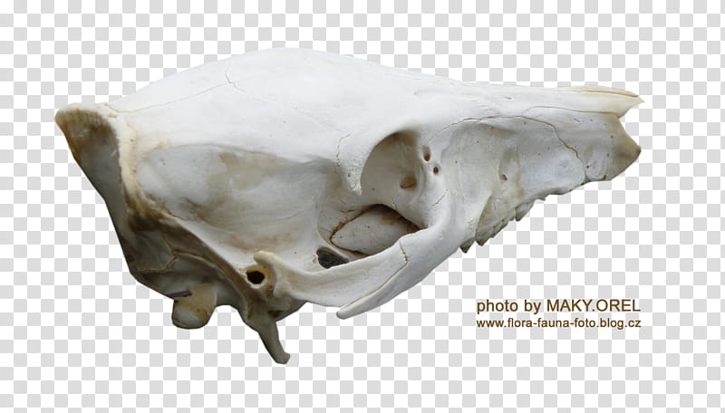 SET Wild boar skull, white animal skull transparent background PNG clipart