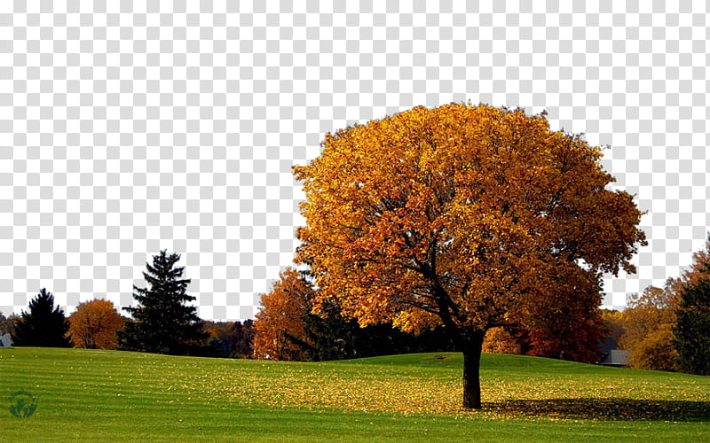 Summer Nature, Autumn, Summer
, Season, Theme, Autumn Leaf Color, Android, Mobile Phones transparent background PNG clipart