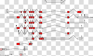 Background White Frame, Gene, Mutation, Protein, Dna, Reading Frame, Antyonkogen, Nonsense Mutation transparent background PNG clipart thumbnail