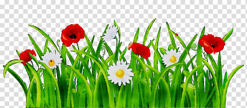 Spring Flower, Computer, Plant Stem, Plants, Grass, Grass Family, Spring
, Meadow transparent background PNG clipart