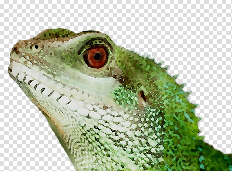 Chameleon, Iguanas, Common Iguanas, Green Iguana, Animal, Reptile, Iguanidae, Lizard transparent background PNG clipart