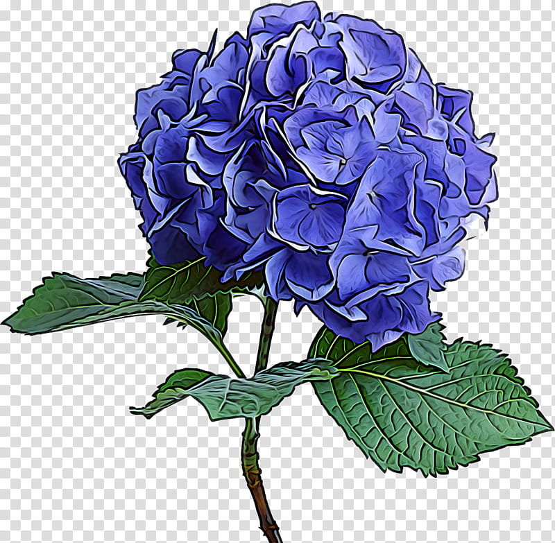 flower flowering plant hydrangea blue plant, Hydrangeaceae, Cut Flowers, Violet, Petal, Cornales transparent background PNG clipart