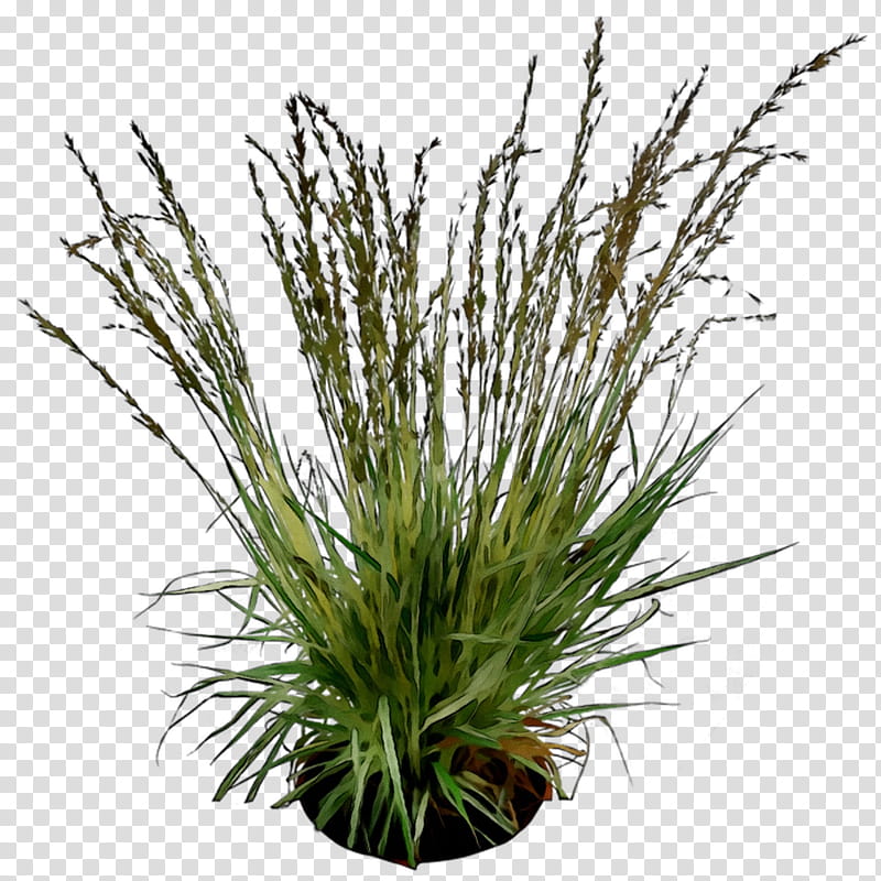 Grass Flower, Sweet Grass, Plant, Aquarium Decor, Grass Family, Terrestrial Plant, Houseplant, Flowerpot transparent background PNG clipart