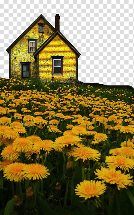 , yellow house surrounded transparent background PNG clipart