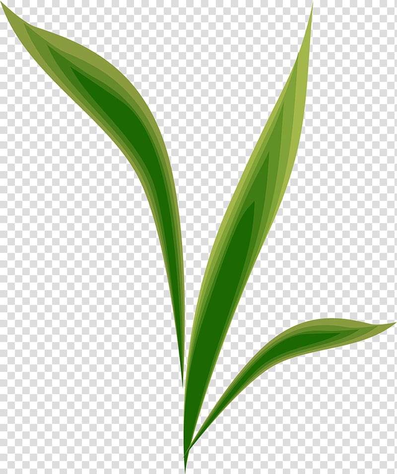 Lily Flower, Leaf, Plant Stem, Grasses, Commodity, Computer, Plants, Terrestrial Plant transparent background PNG clipart