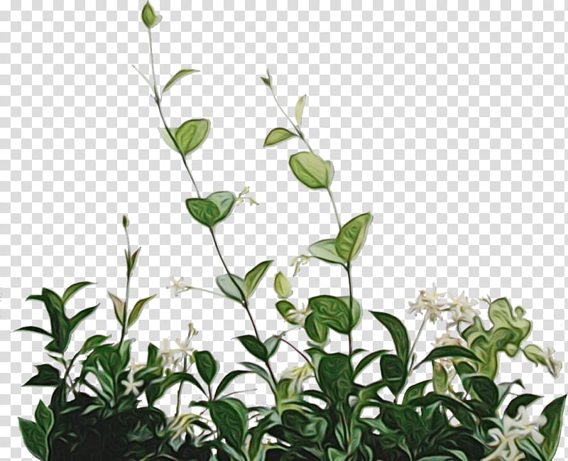 Green Leaf, Flower, Color, Drawing, Viburnum Lentago, Plant, Plant Stem, Mock Orange transparent background PNG clipart