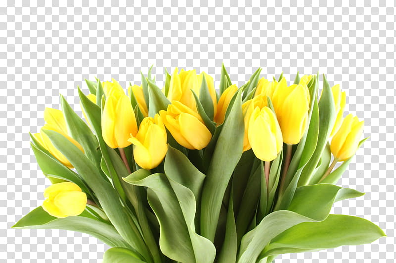 Yellow Flowers, yellow tulips transparent background PNG clipart