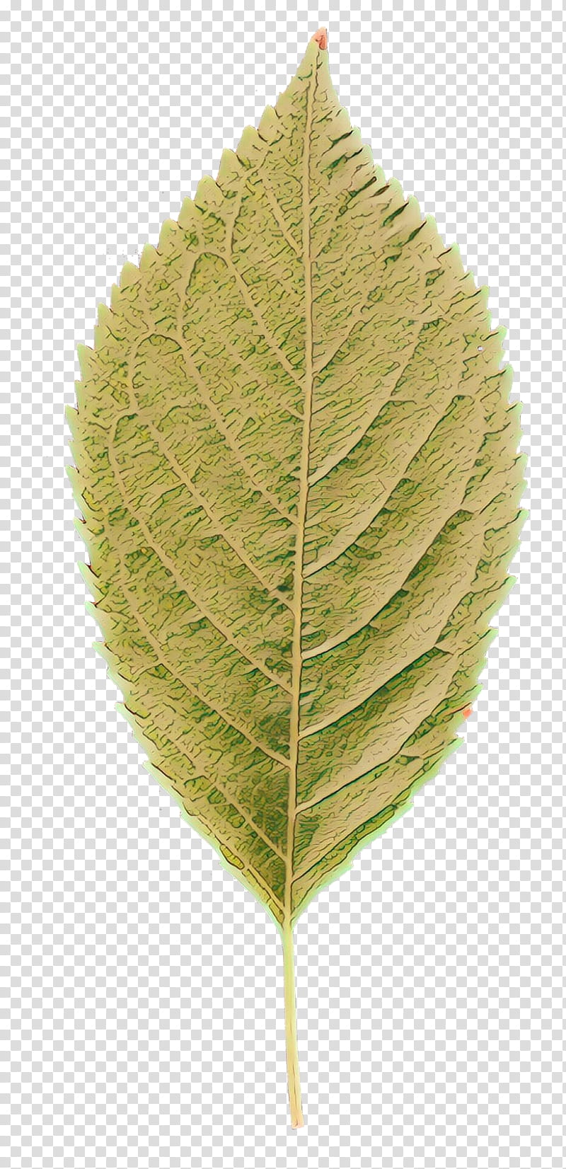 Birch Tree, Leaf, Plant Stem, Plants, Flower, Swamp Birch, Grey Alder, Siberian Elm transparent background PNG clipart