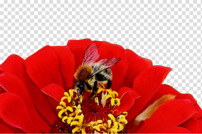 flower bee flowering plant honeybee red, Watercolor, Paint, Wet Ink, Insect, Petal, Membranewinged Insect, Pollinator transparent background PNG clipart