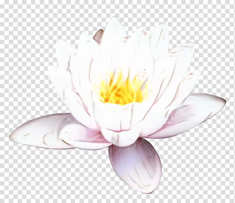 White Lily Flower, Petal, Aquatic Plants, Proteales, Aquatic Animal, Fragrant White Water Lily, Lotus Family, Sacred Lotus transparent background PNG clipart