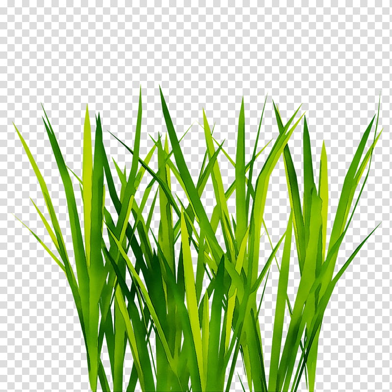 Green Grass, Grasses, Web Design, Plant, Grass Family, Wheatgrass, Herb, Leaf transparent background PNG clipart