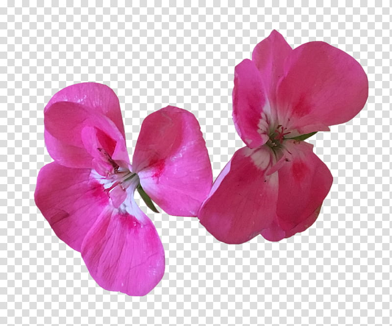 Flowers, pink orchid flowers transparent background PNG clipart