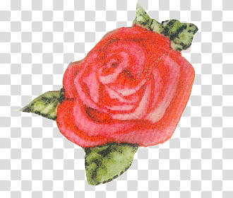 Vintage valentines clips, red rose illustration transparent background PNG clipart