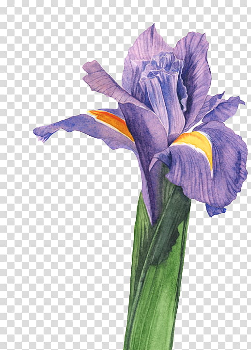 , purple iris flower transparent background PNG clipart