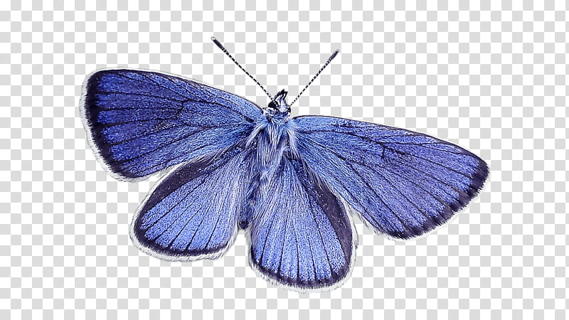Watercolor Butterfly, Color Scheme, Palette, Blue, Watercolor Painting, Animal, Gossamerwinged Butterflies, Purple transparent background PNG clipart