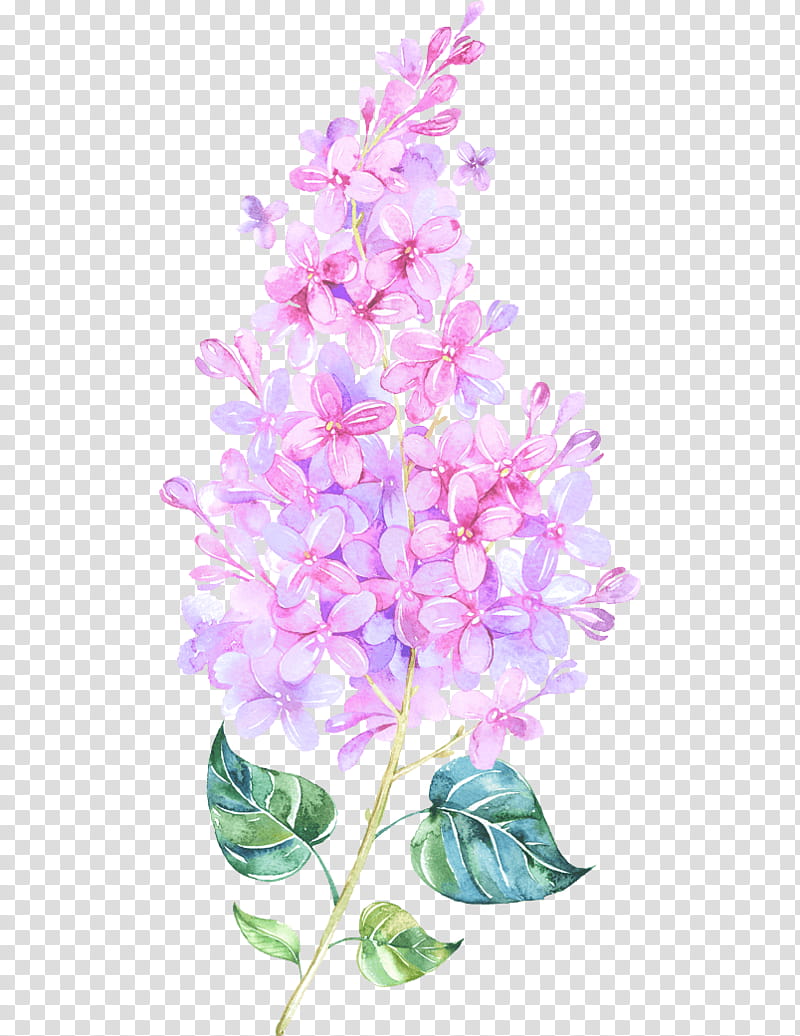 Purple Watercolor Flower, Watercolor Flowers, Watercolor Painting, Watercolour Flowers, Lilac, Violet, Lavender, Cut Flowers transparent background PNG clipart