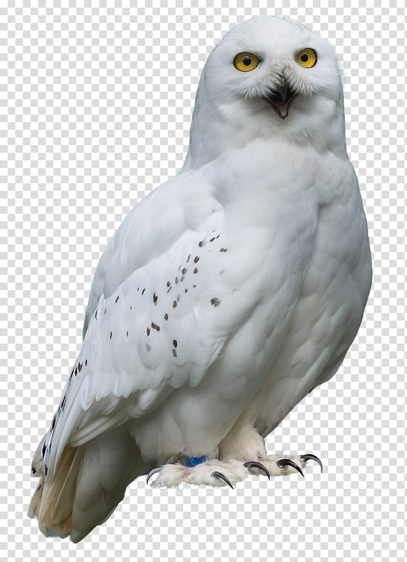 white owl transparent background PNG clipart