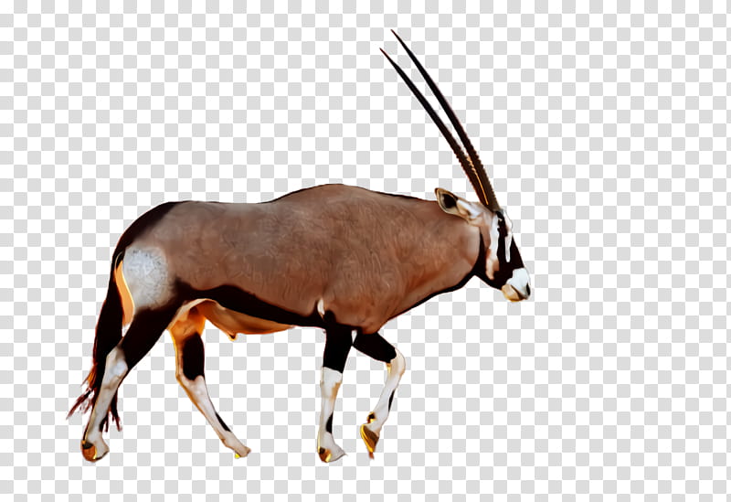 gemsbok oryx antelope wildlife horn, Terrestrial Animal, Cowgoat Family, Waterbuck transparent background PNG clipart