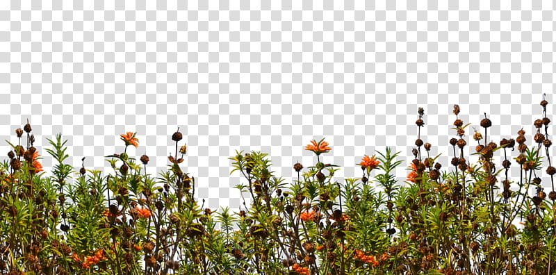 Wild Flower Ground Cover  Mix, selective focus of orange-petaled flowers during daytime transparent background PNG clipart