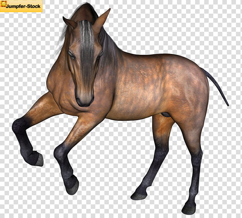 Bay Horse , brown horse illustration transparent background PNG clipart