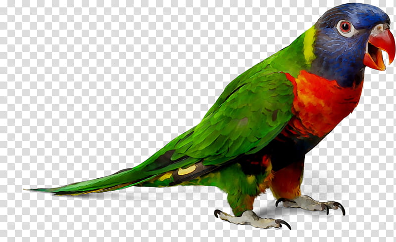 Bird Parrot, Budgerigar, Cockatiel, Parrots Of New Guinea, Macaw, Parakeet, Lorikeet, Beak transparent background PNG clipart