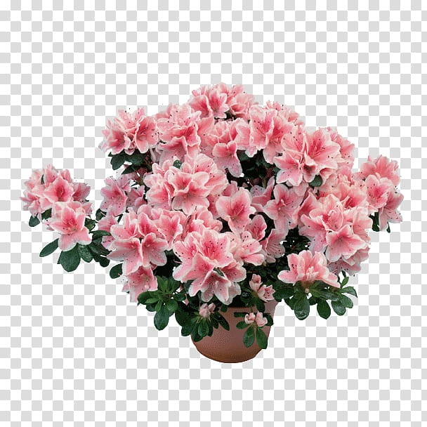 Pink Flower, Azalea, Rhododendron Simsii, Plants, Houseplant, Shrub, Petal, Woody Plant transparent background PNG clipart