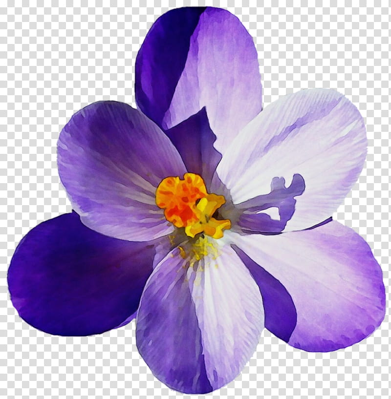 flowering plant petal flower violet purple, Watercolor, Paint, Wet Ink, Crocus, Saffron Crocus, Iris Family, Spring Crocus transparent background PNG clipart