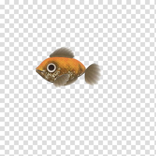 Fishes, orange and brown pet fish transparent background PNG clipart