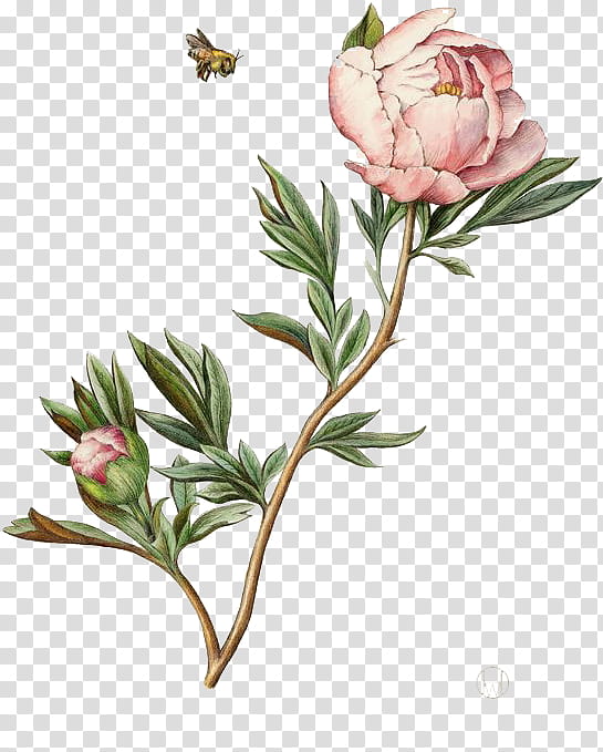 Watercolor Flower, Drawing, Watercolor Painting, Botanical Illustrator, Peony, Artist, Plant, Bud transparent background PNG clipart