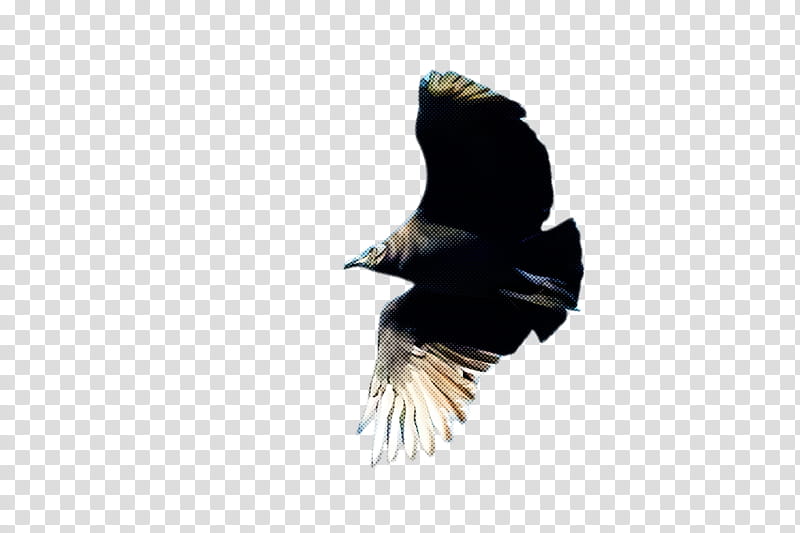 Feather, Bird, Beak, Eagle, Kite, Golden Eagle, Wing, Bird Of Prey transparent background PNG clipart