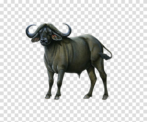 indian buffalo clipart