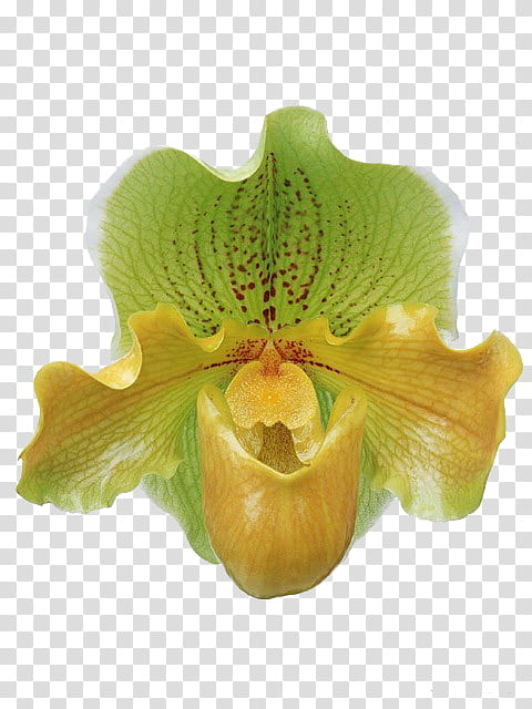 Plant, yellow and green moth orchid transparent background PNG clipart