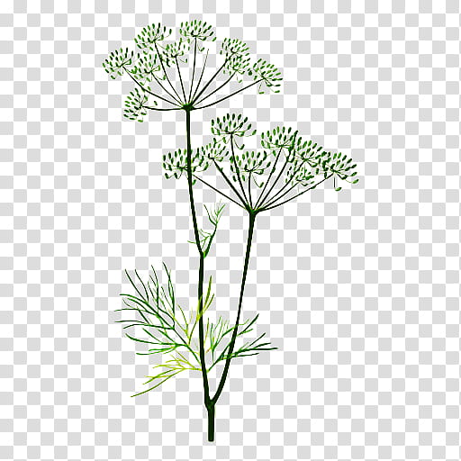 plant flower heracleum (plant) cow parsley parsley family, Heracleum Plant, Herb, Plant Stem, Anthriscus transparent background PNG clipart