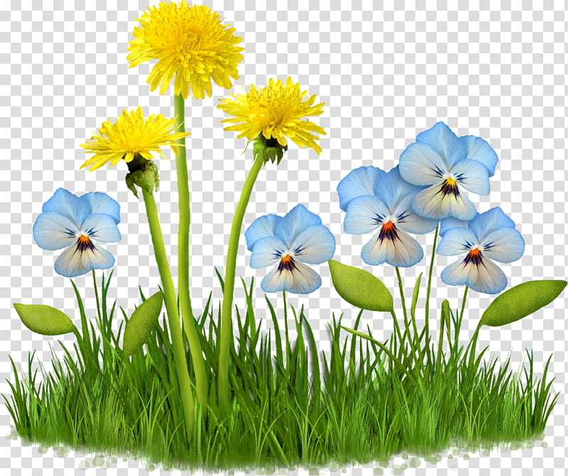 Picsart, Flower, Daisy, Grass, Meadow, Wildflower, Plant, Chamaemelum Nobile transparent background PNG clipart