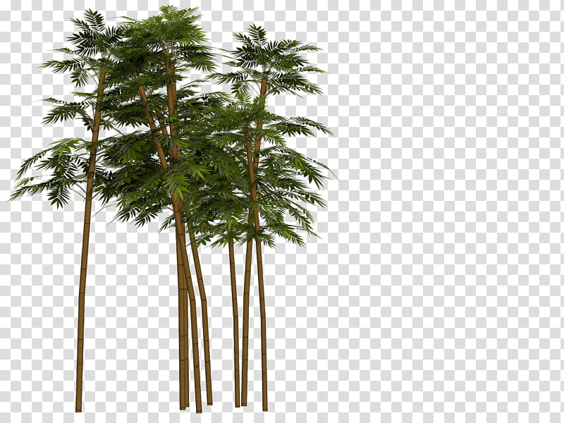 Palm Tree Drawing, Bamboo, Tropical Woody Bamboos, Giant Timber Bamboo, Painting, Bamboo Painting, Plant, Woody Plant transparent background PNG clipart