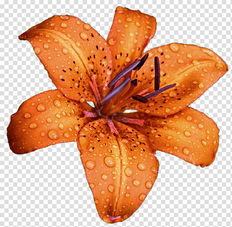 Orange Lily transparent background PNG clipart