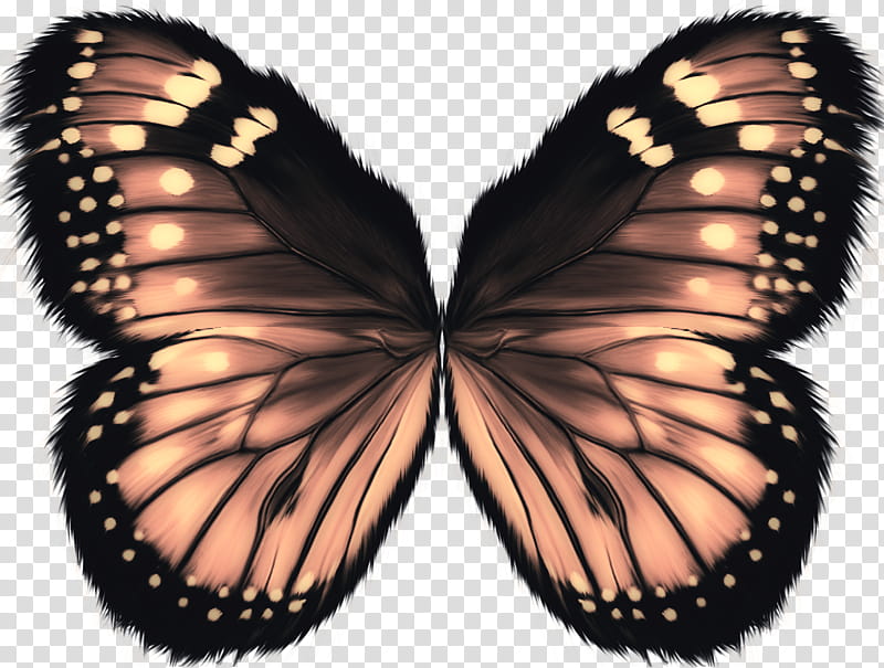 Object Wings , brown and black butterfly transparent background PNG clipart