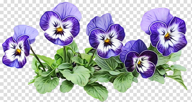 Drawing Of Family, Pansy, Flower, Plants, Platebande, Garden, Seed, Wild Pansy transparent background PNG clipart