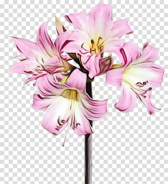 flower flowering plant pink lily cut flowers, Watercolor, Paint, Wet Ink, Petal, Amaryllis Belladonna, Peruvian Lily transparent background PNG clipart
