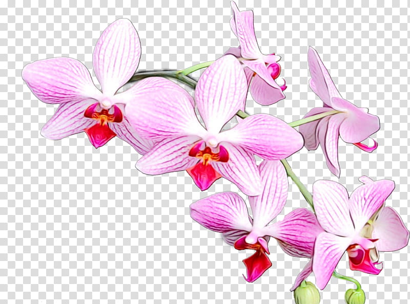 Pink Flower, Orchids, Crimson Cattleya, Moth Orchids, Dendrobium, Christmas Orchid, Laelia, Cattleya Orchids transparent background PNG clipart