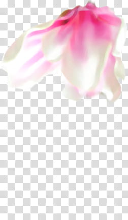 Magnolia Set, pink and white petaled flower art transparent background PNG clipart