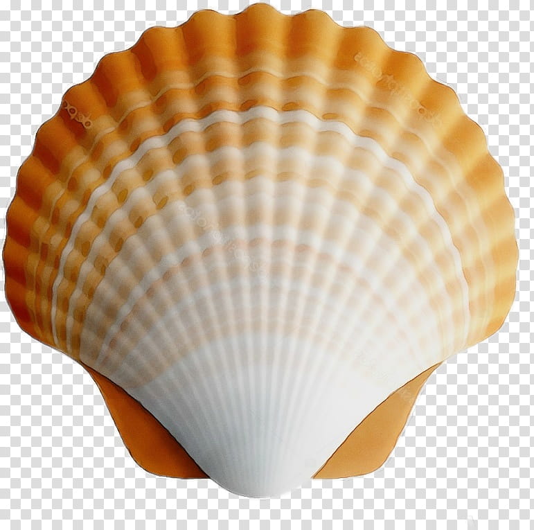 cockle shell bivalve scallop clam, Watercolor, Paint, Wet Ink, Seafood, Shellfish, Natural Material transparent background PNG clipart