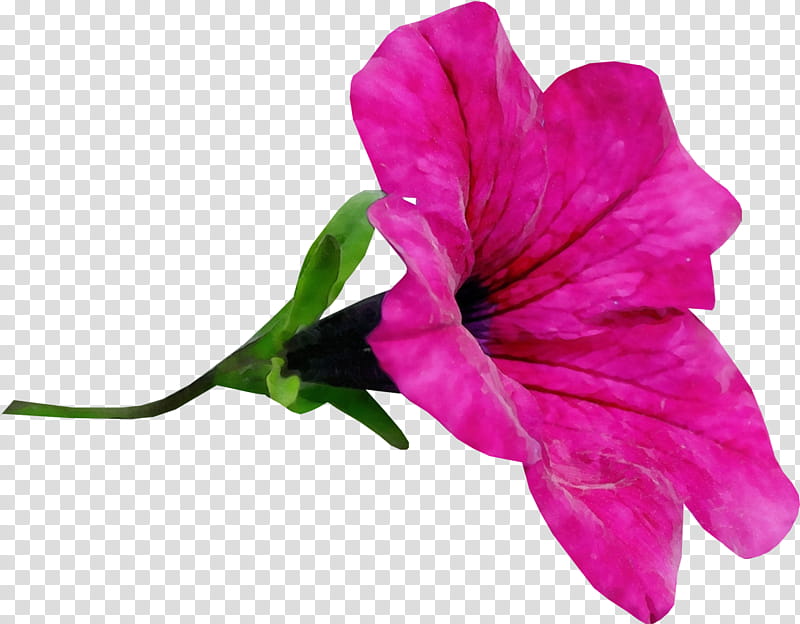 flower petal bougainvillea plant pink, Watercolor, Paint, Wet Ink, Flowering Plant, Petunia, Magenta transparent background PNG clipart