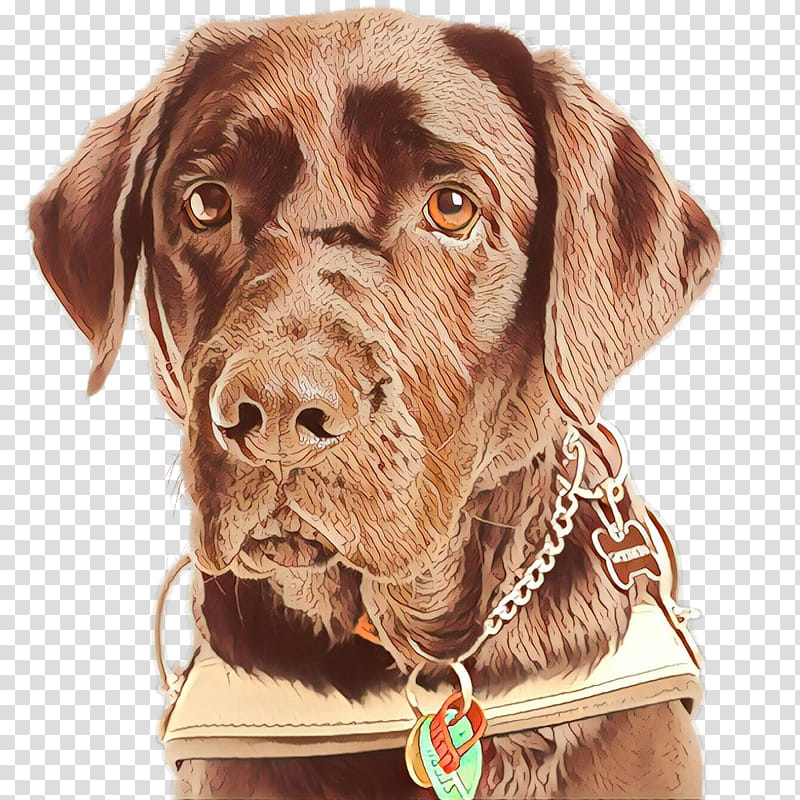 Gun, Boykin Spaniel, Labrador Retriever, Companion Dog, Dog Collar, Snout, Breed, Sporting Group transparent background PNG clipart