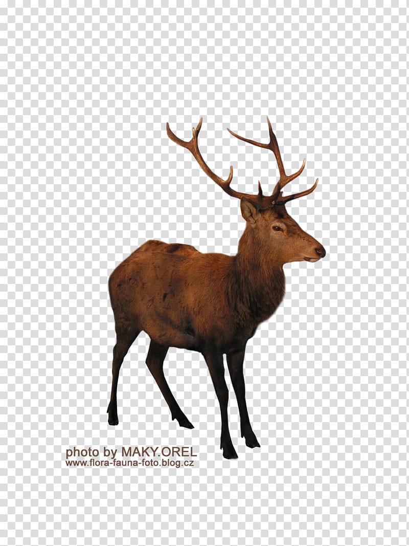 SET Deer , brown deer art transparent background PNG clipart