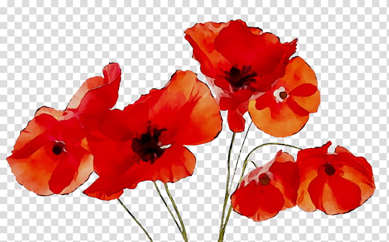 Background Family Day, Winnipeg, Poppy, Armistice Day, Winnipeg Transit, Veteran, November 11, Manitoba transparent background PNG clipart